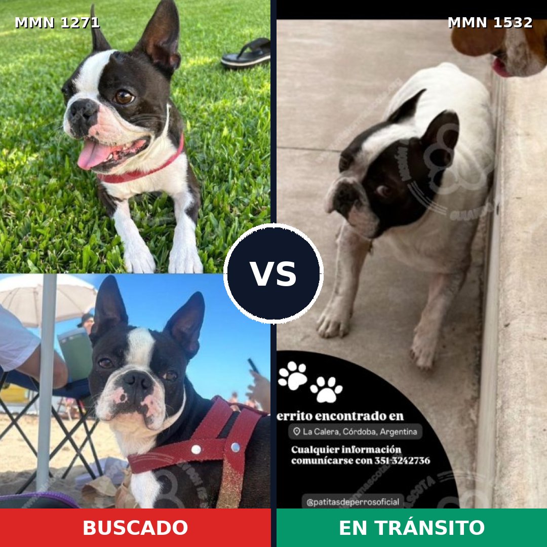 Comparativa MMS 29152: mascota perdida y mascota encontrada, 57% de similitud