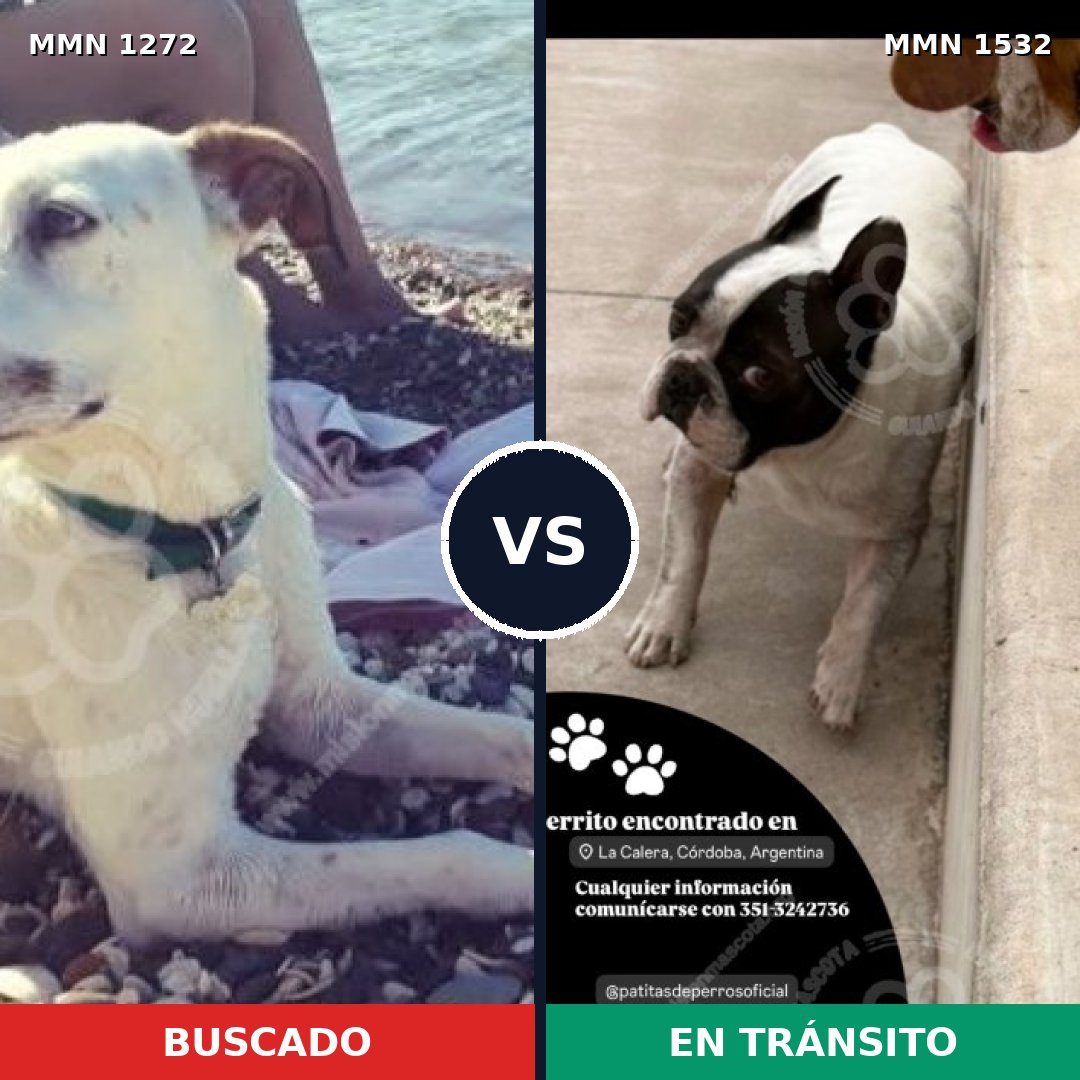 Comparativa MMS 29153: mascota perdida y mascota encontrada, 59% de similitud