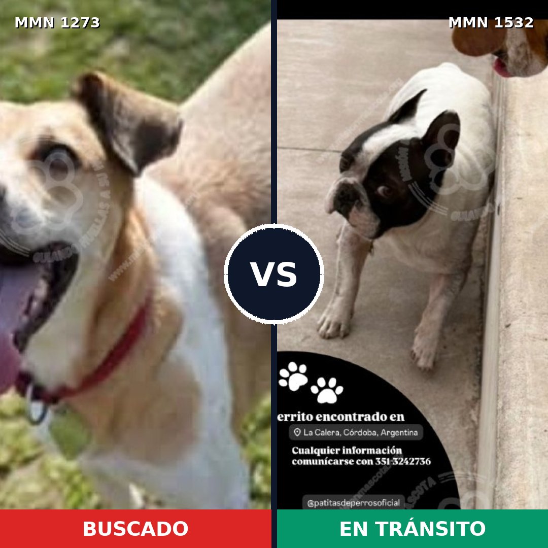 Comparativa MMS 29154: mascota perdida y mascota encontrada, 57% de similitud