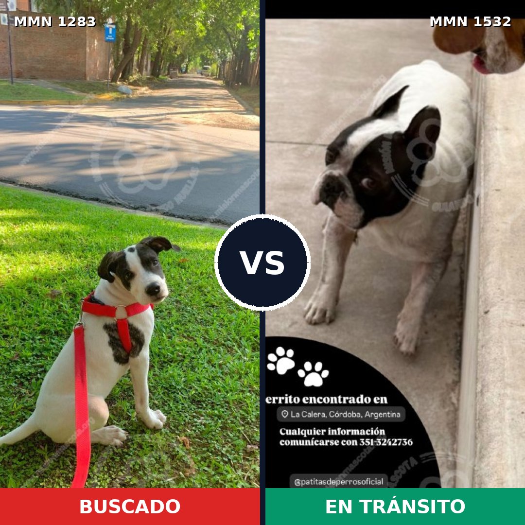 Comparativa MMS 29155: mascota perdida y mascota encontrada, 87% de similitud