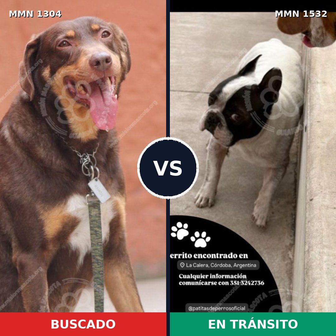 Comparativa MMS 29160: mascota perdida y mascota encontrada, 50% de similitud