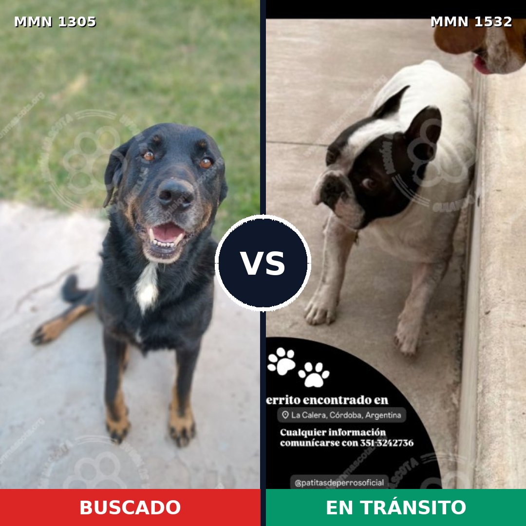 Comparativa MMS 29161: mascota perdida y mascota encontrada, 42% de similitud