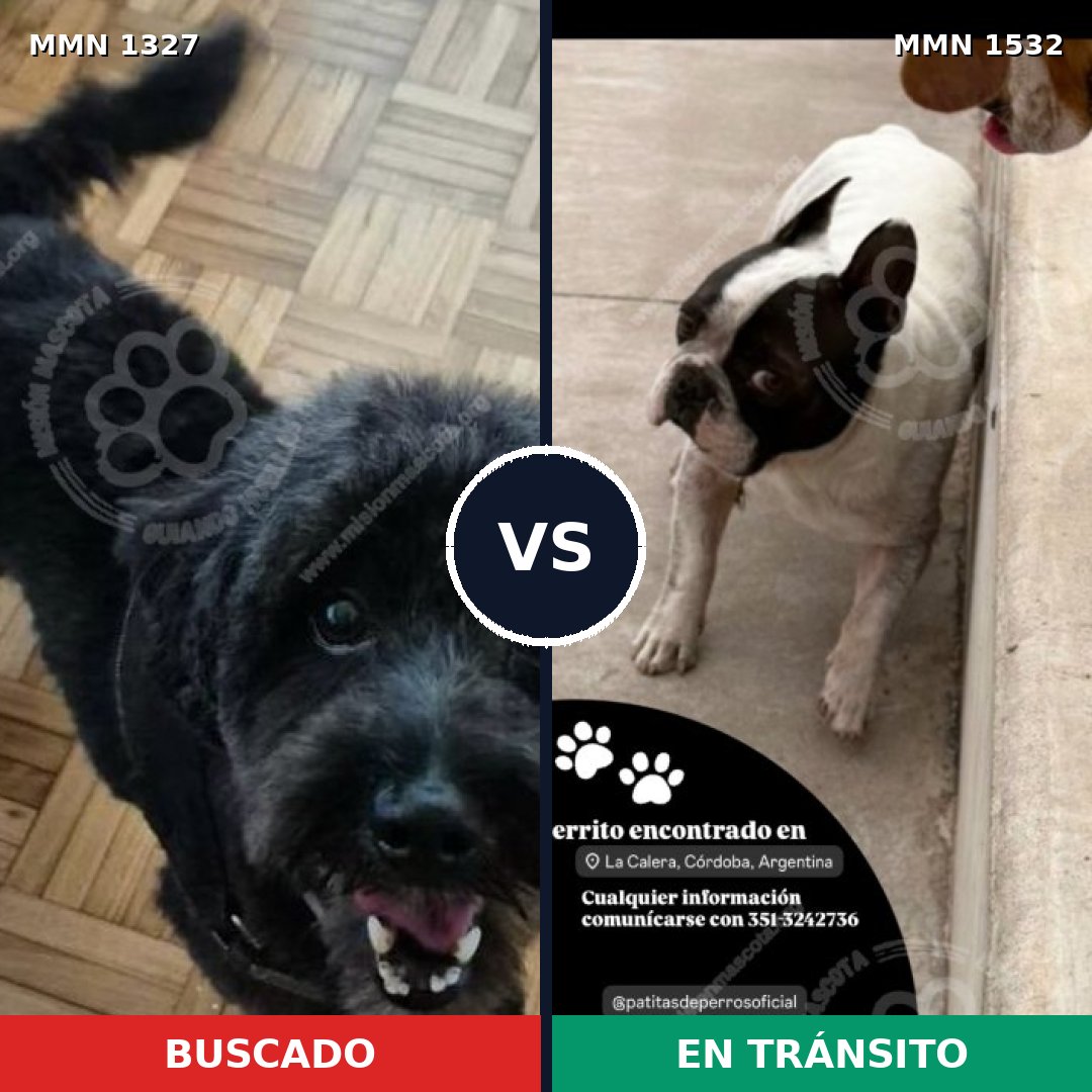 Comparativa MMS 29162: mascota perdida y mascota encontrada, 54% de similitud
