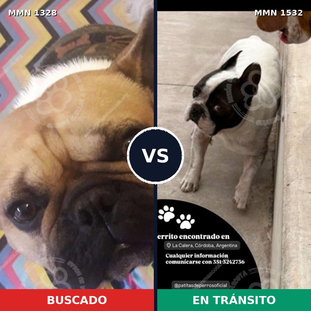 Comparativa MMS 29163: mascota perdida y mascota encontrada, 43% de similitud