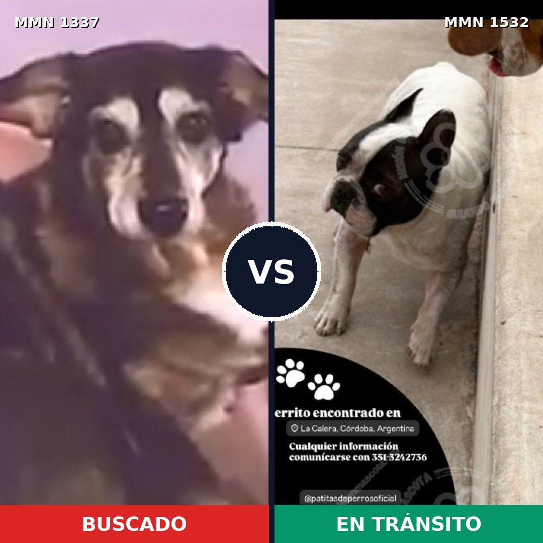 Comparativa MMS 29164: mascota perdida y mascota encontrada, 50% de similitud
