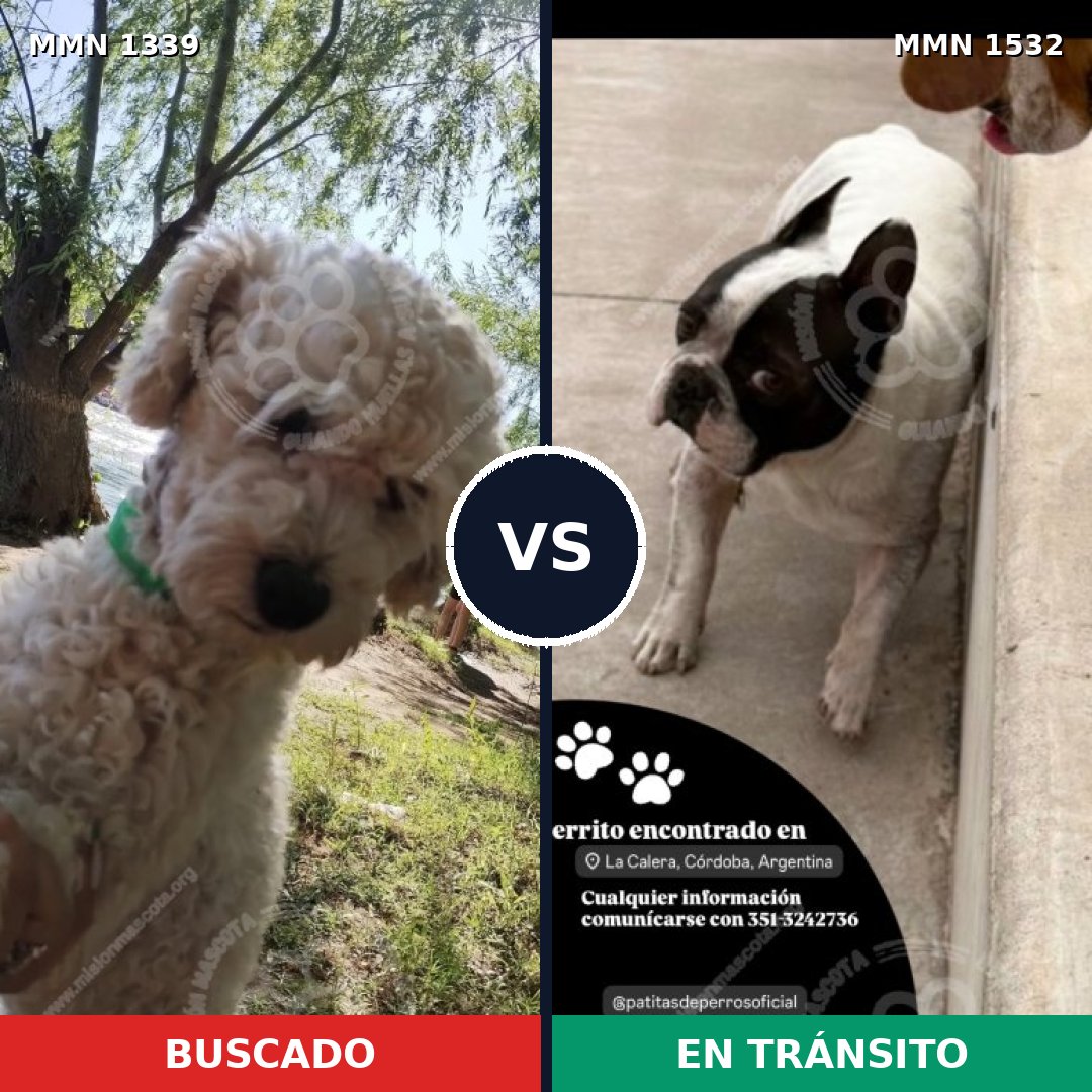 Comparativa MMS 29165: mascota perdida y mascota encontrada, 35% de similitud