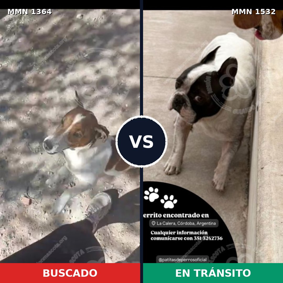 Comparativa MMS 29167: mascota perdida y mascota encontrada, 49% de similitud
