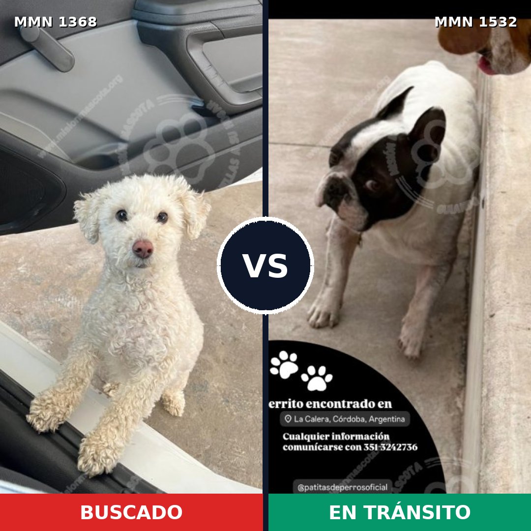 Comparativa MMS 29168: mascota perdida y mascota encontrada, 52% de similitud