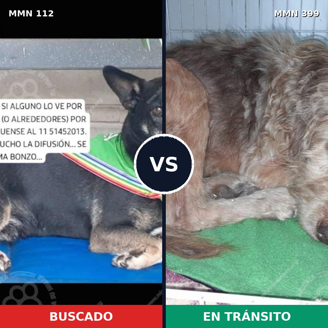 Comparativa MMS 2917: mascota perdida y mascota encontrada, 74% de similitud
