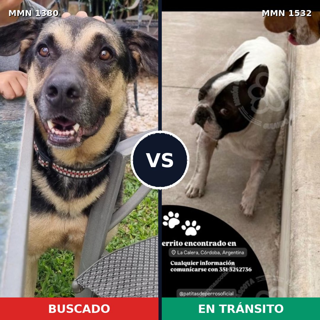 Comparativa MMS 29170: mascota perdida y mascota encontrada, 44% de similitud
