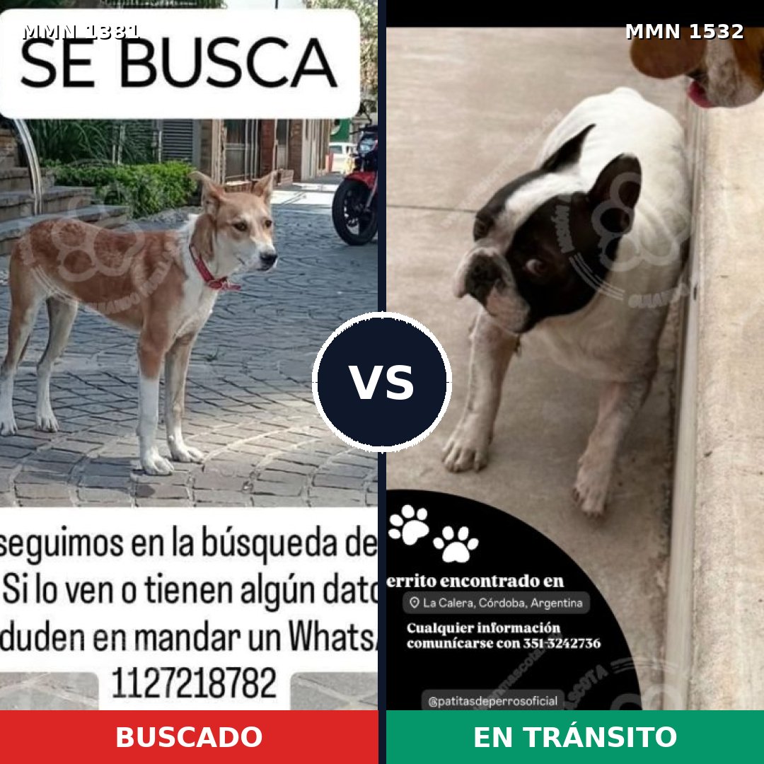 Comparativa MMS 29171: mascota perdida y mascota encontrada, 45% de similitud