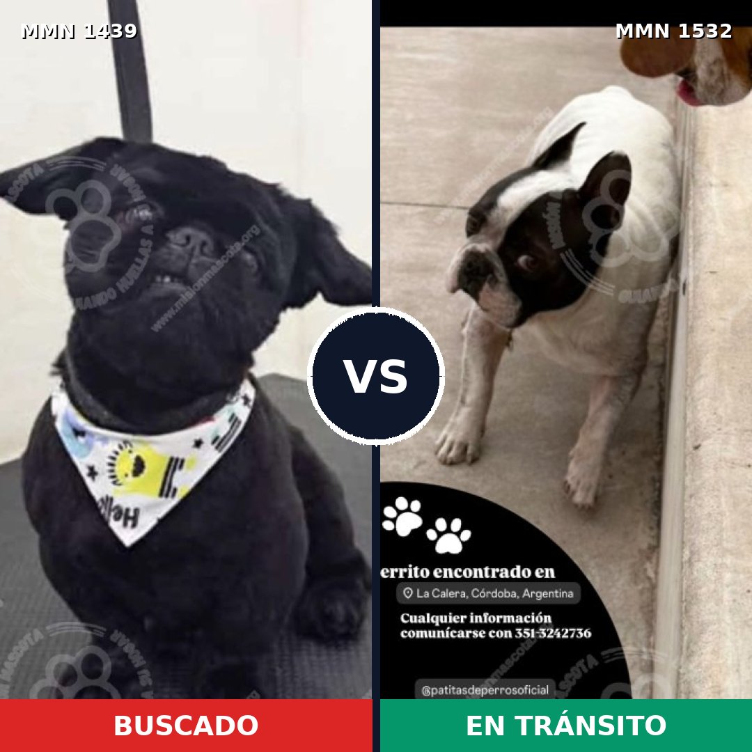 Comparativa MMS 29172: mascota perdida y mascota encontrada, 40% de similitud