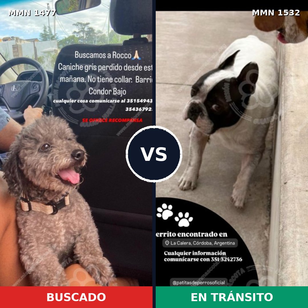 Comparativa MMS 29173: mascota perdida y mascota encontrada, 47% de similitud