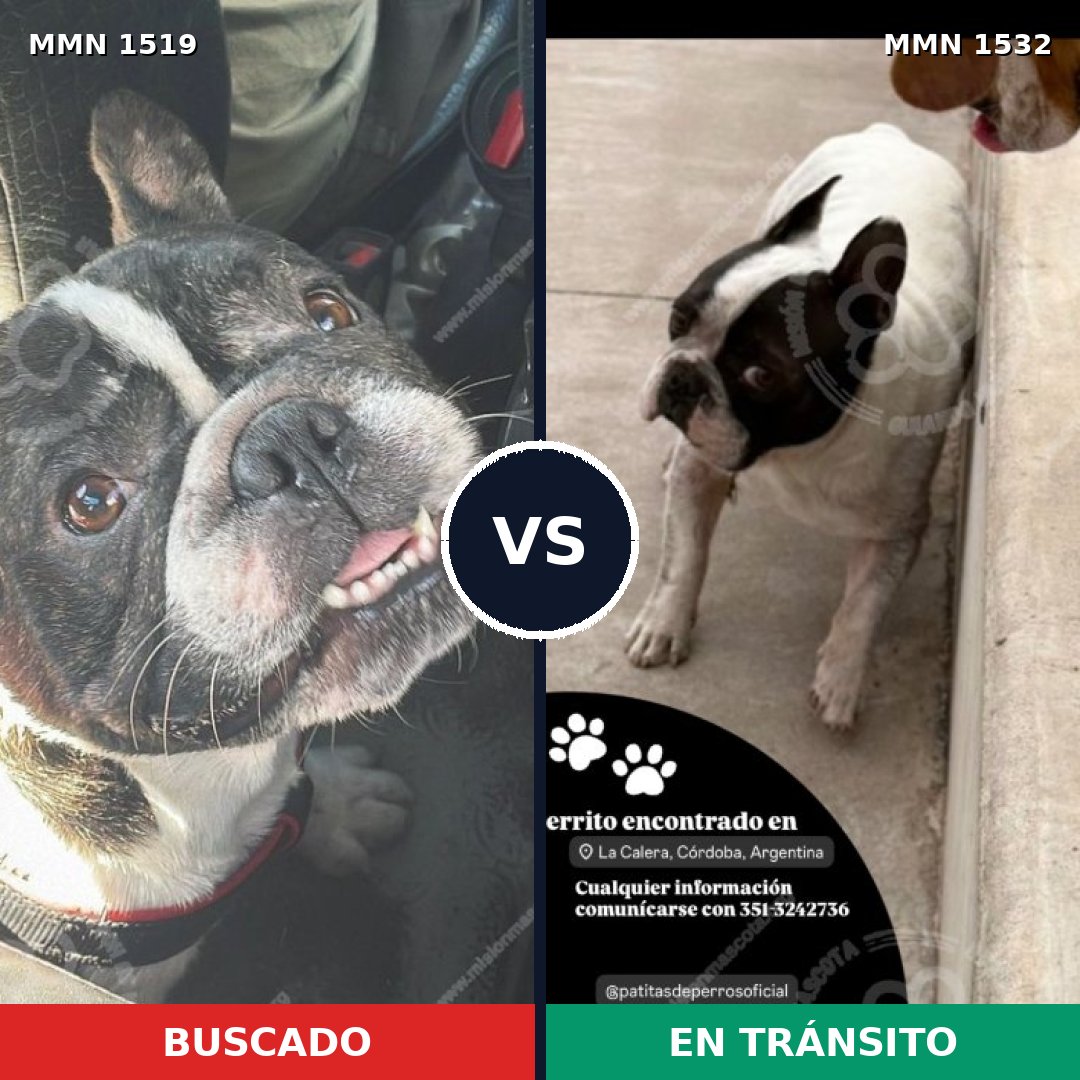 Comparativa MMS 29174: mascota perdida y mascota encontrada, 47% de similitud