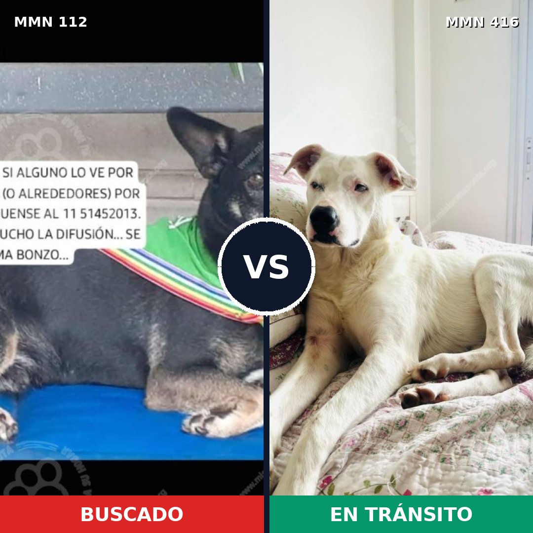 Comparativa MMS 2918: mascota perdida y mascota encontrada, 66% de similitud