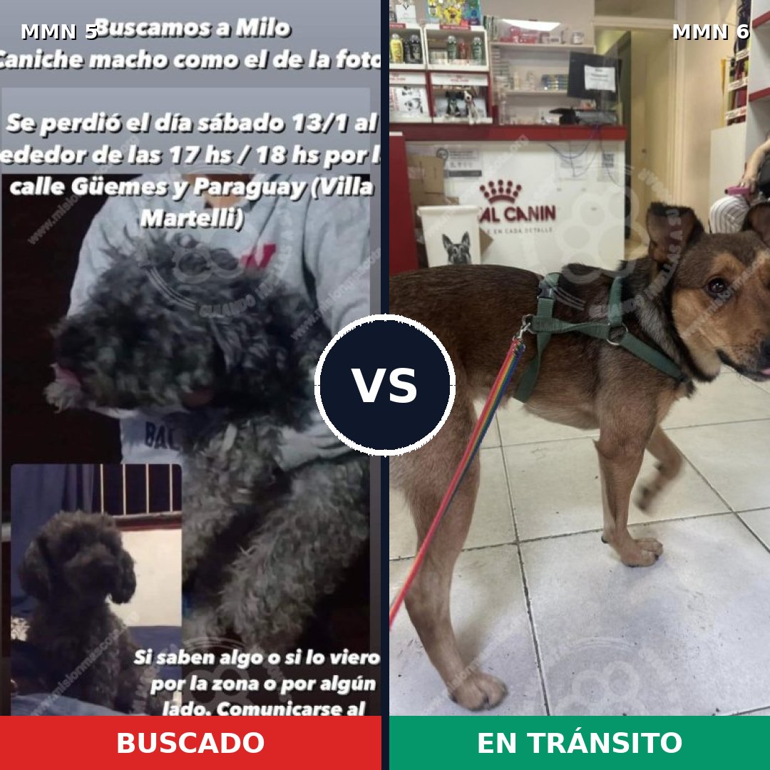 Comparativa MMS 292: mascota perdida y mascota encontrada, 29% de similitud