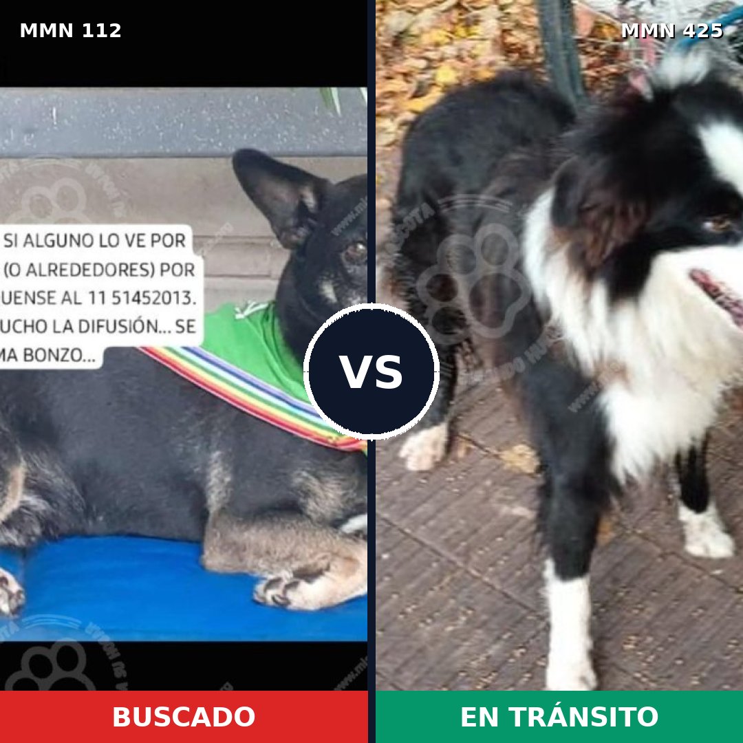 Comparativa MMS 2920: mascota perdida y mascota encontrada, 72% de similitud