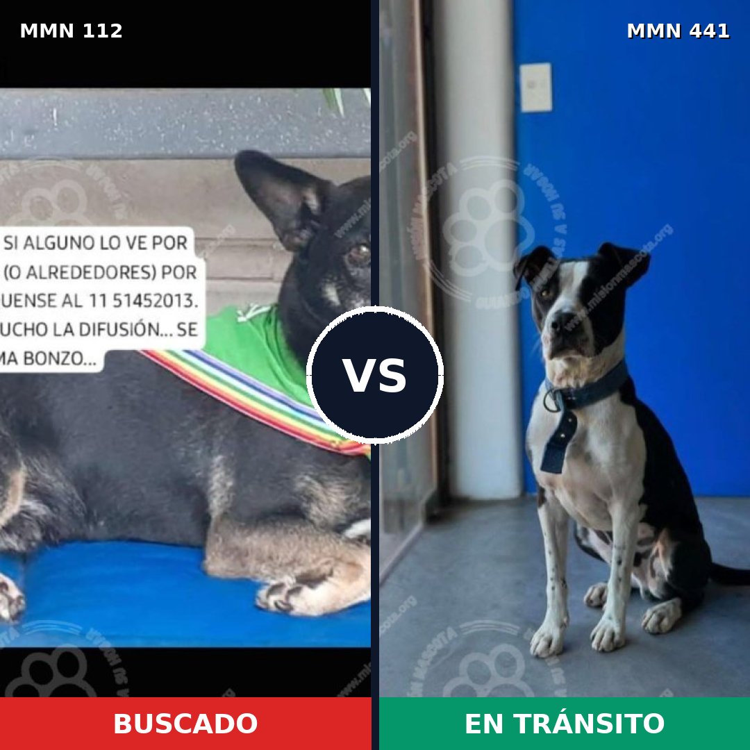 Comparativa MMS 2921: mascota perdida y mascota encontrada, 70% de similitud