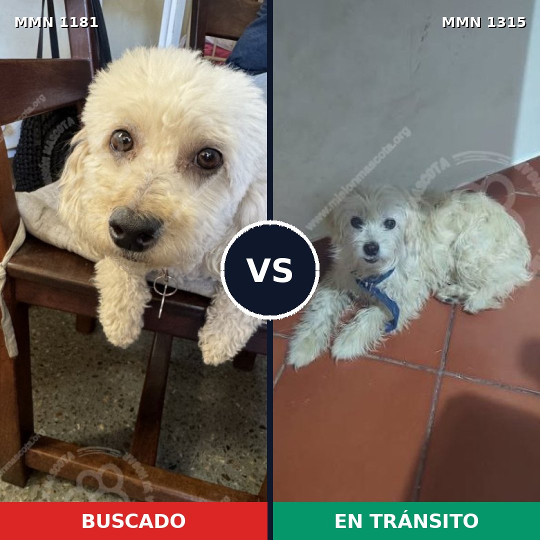 Comparativa MMS 29239: mascota perdida y mascota encontrada, 50% de similitud