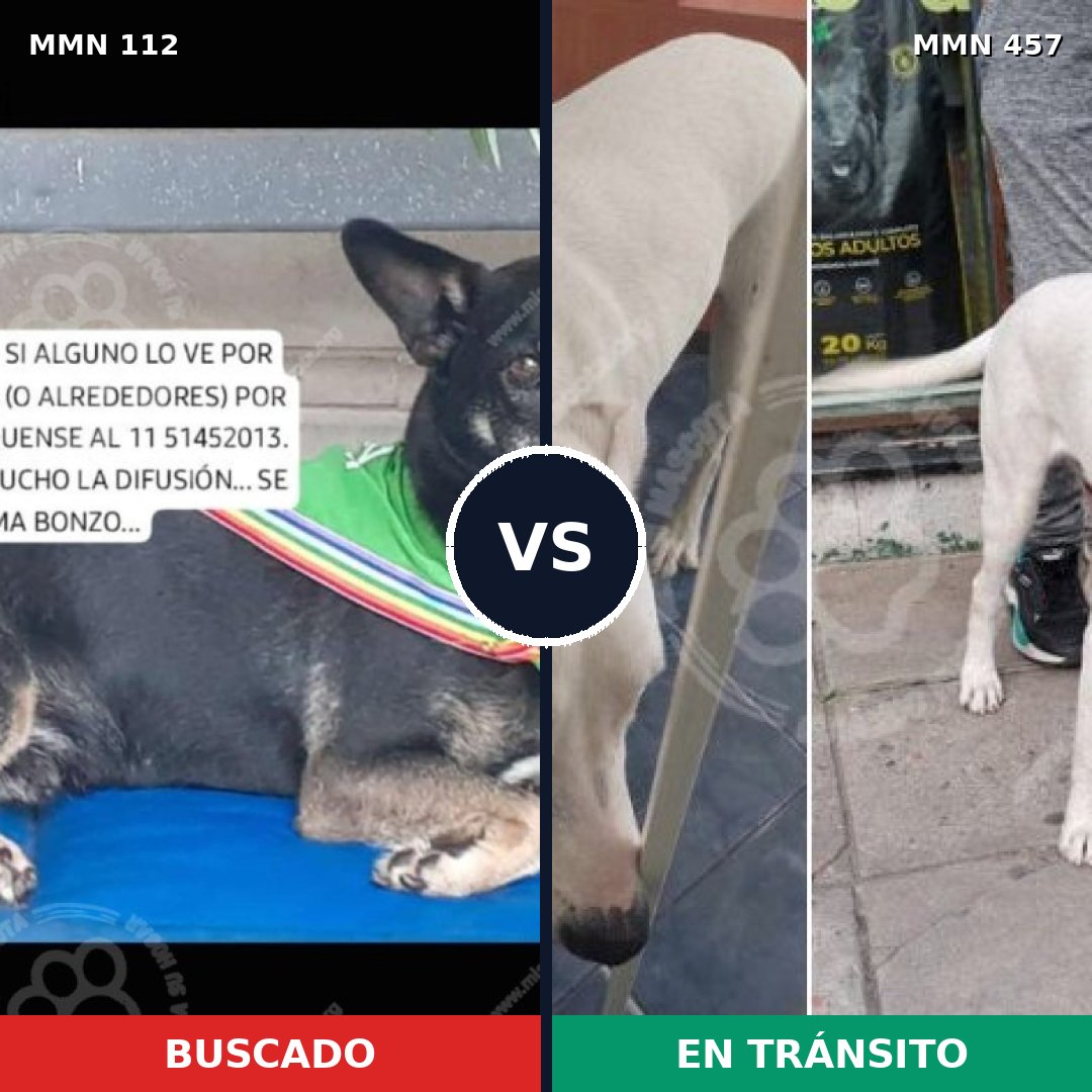 Comparativa MMS 2924: mascota perdida y mascota encontrada, 77% de similitud