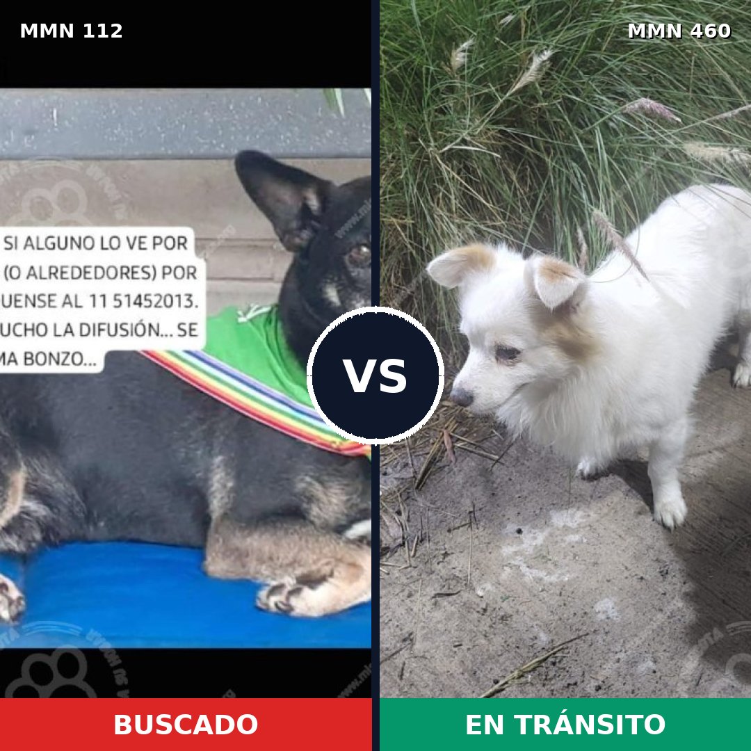 Comparativa MMS 2925: mascota perdida y mascota encontrada, 66% de similitud