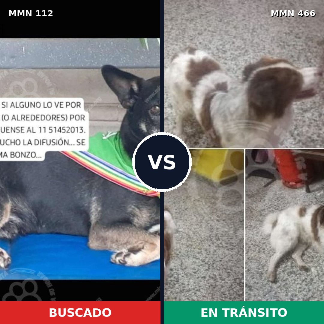 Comparativa MMS 2926: mascota perdida y mascota encontrada, 70% de similitud