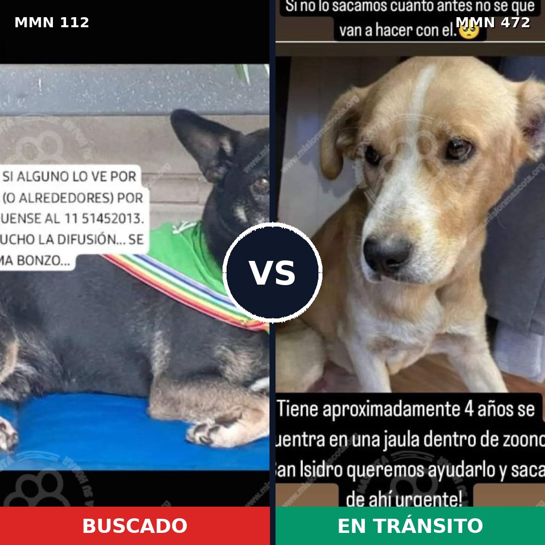 Comparativa MMS 2927: mascota perdida y mascota encontrada, 73% de similitud