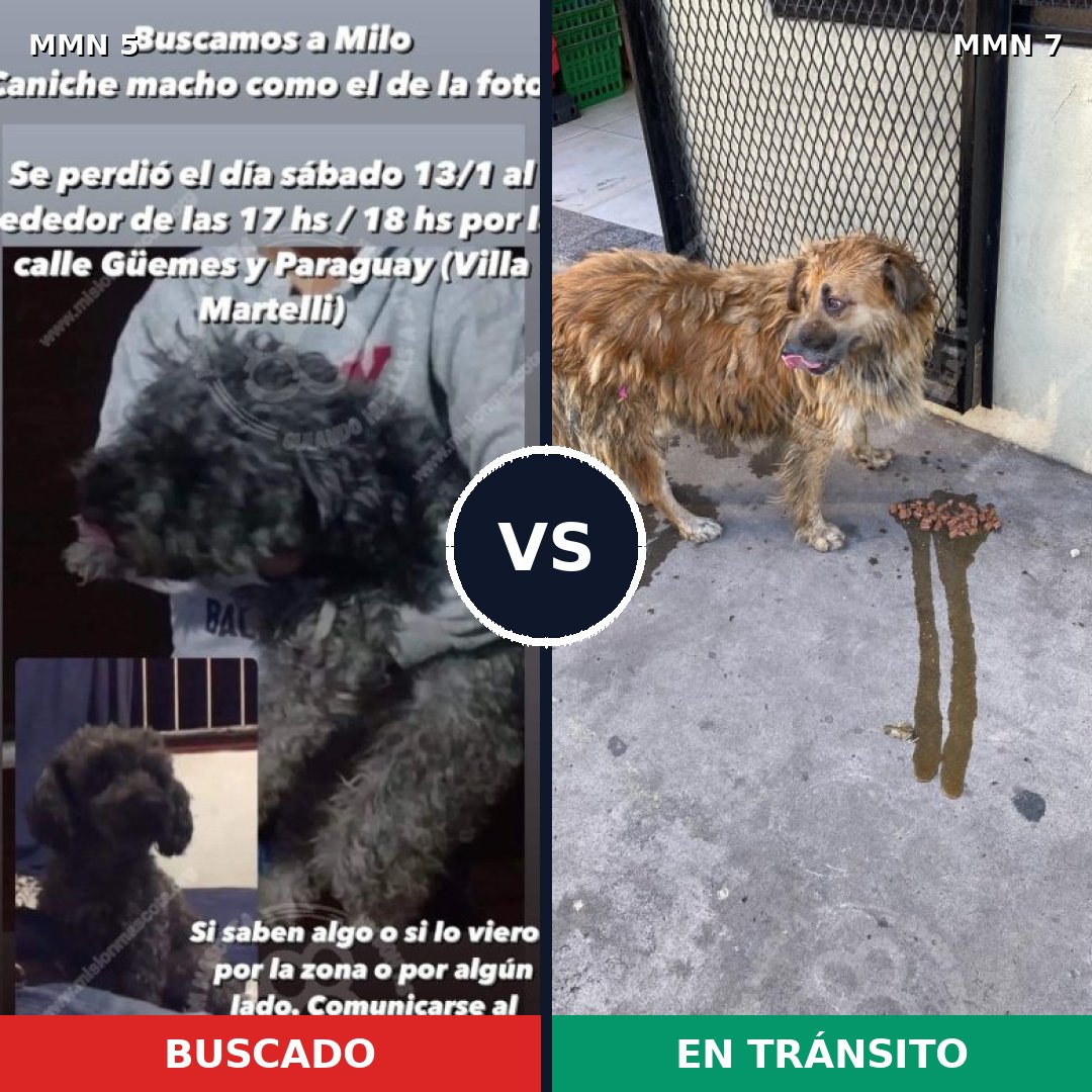 Comparativa MMS 293: mascota perdida y mascota encontrada, 17% de similitud