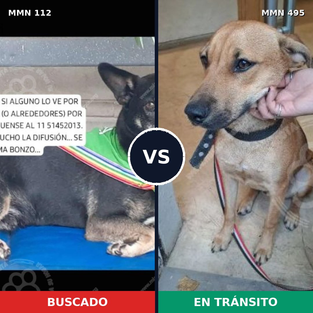 Comparativa MMS 2930: mascota perdida y mascota encontrada, 73% de similitud
