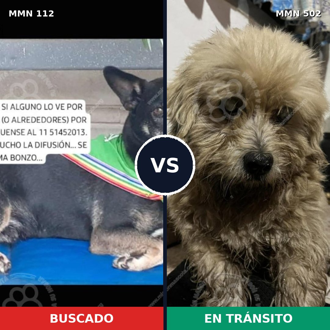Comparativa MMS 2931: mascota perdida y mascota encontrada, 59% de similitud