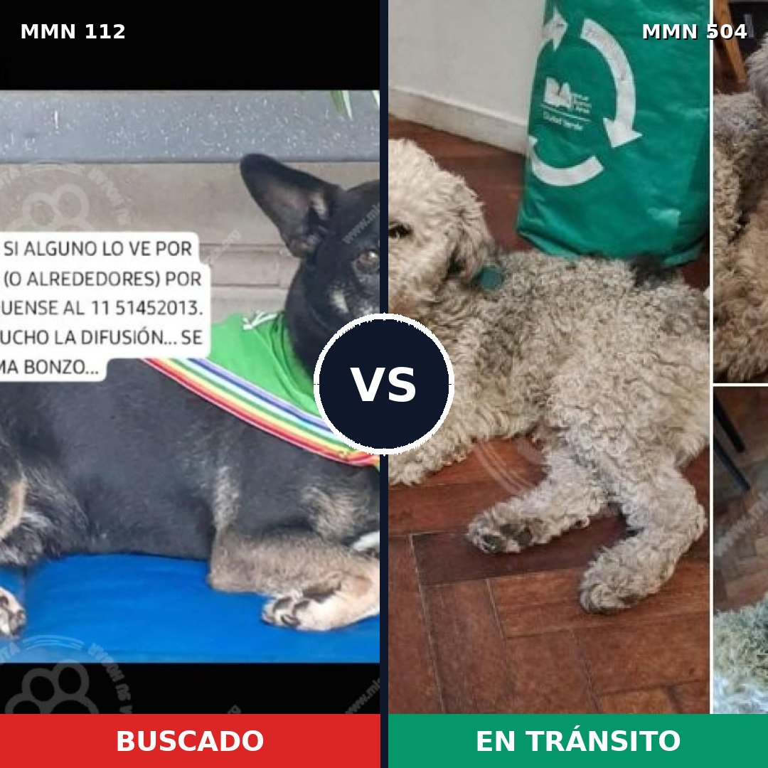 Comparativa MMS 2932: mascota perdida y mascota encontrada, 39% de similitud