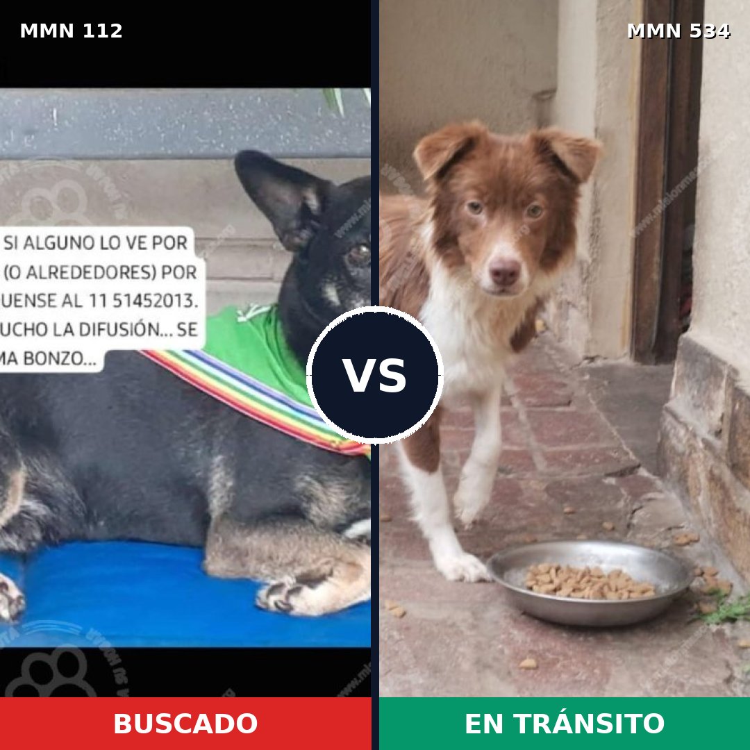 Comparativa MMS 2934: mascota perdida y mascota encontrada, 75% de similitud