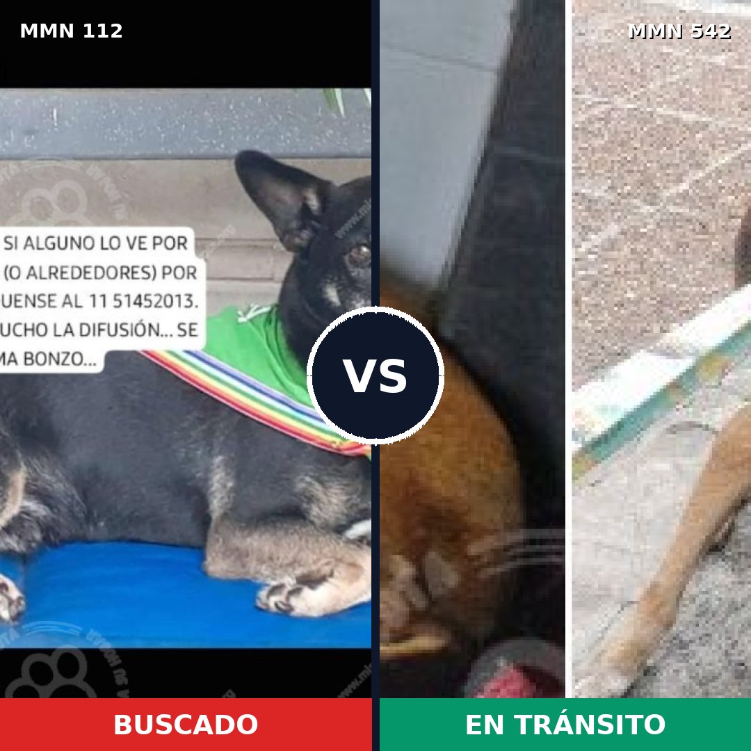 Comparativa MMS 2935: mascota perdida y mascota encontrada, 59% de similitud