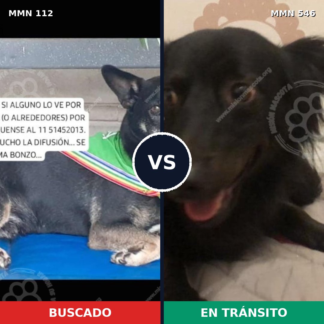 Comparativa MMS 2936: mascota perdida y mascota encontrada, 68% de similitud
