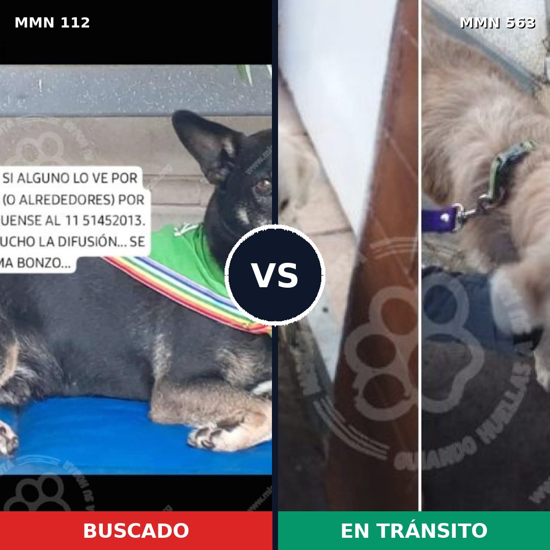 Comparativa MMS 2937: mascota perdida y mascota encontrada, 42% de similitud