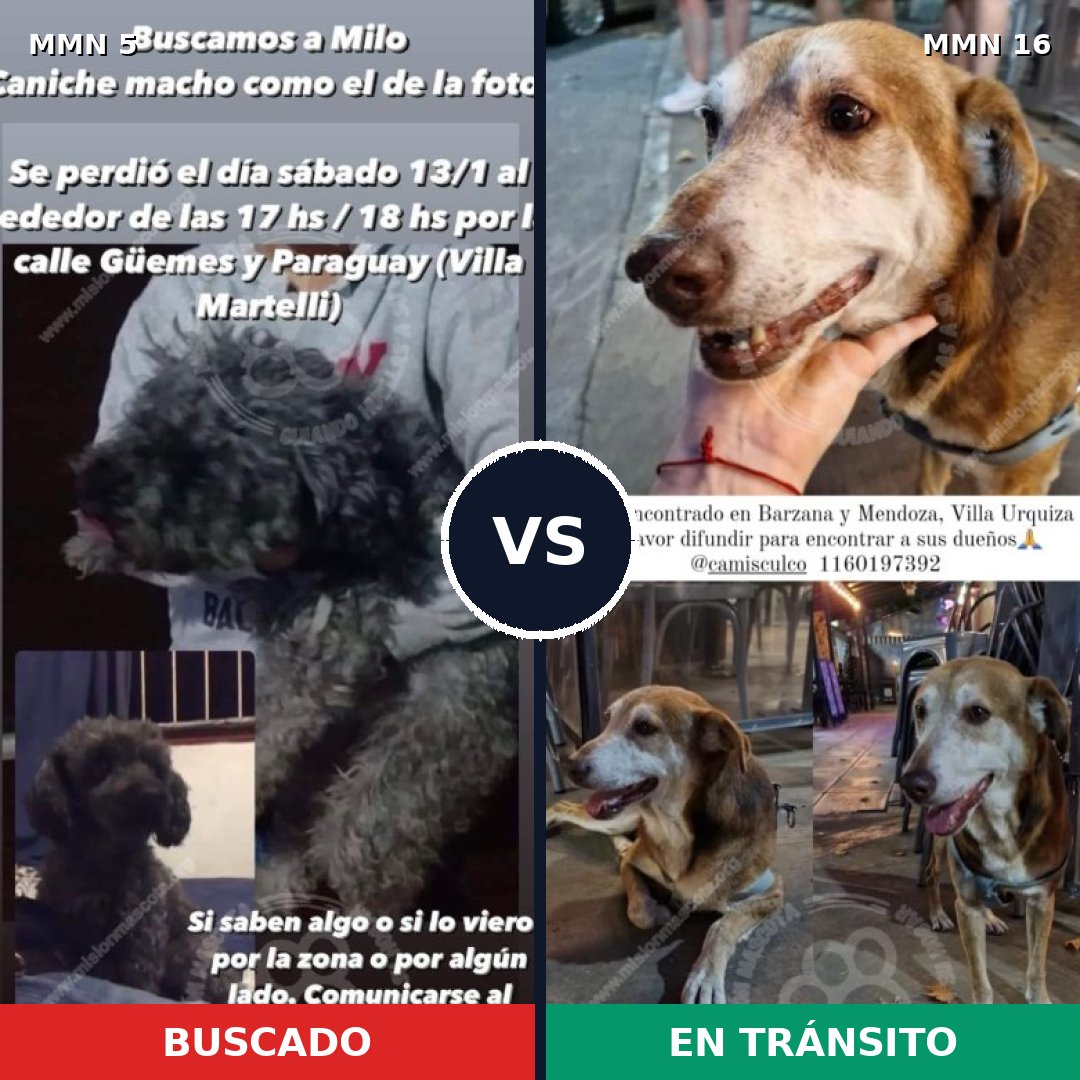 Comparativa MMS 294: mascota perdida y mascota encontrada, 28% de similitud