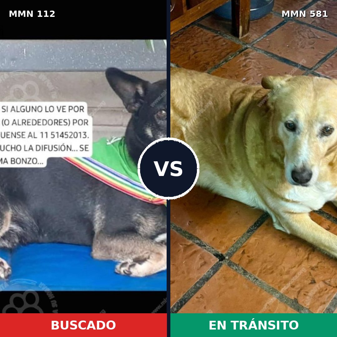 Comparativa MMS 2940: mascota perdida y mascota encontrada, 60% de similitud