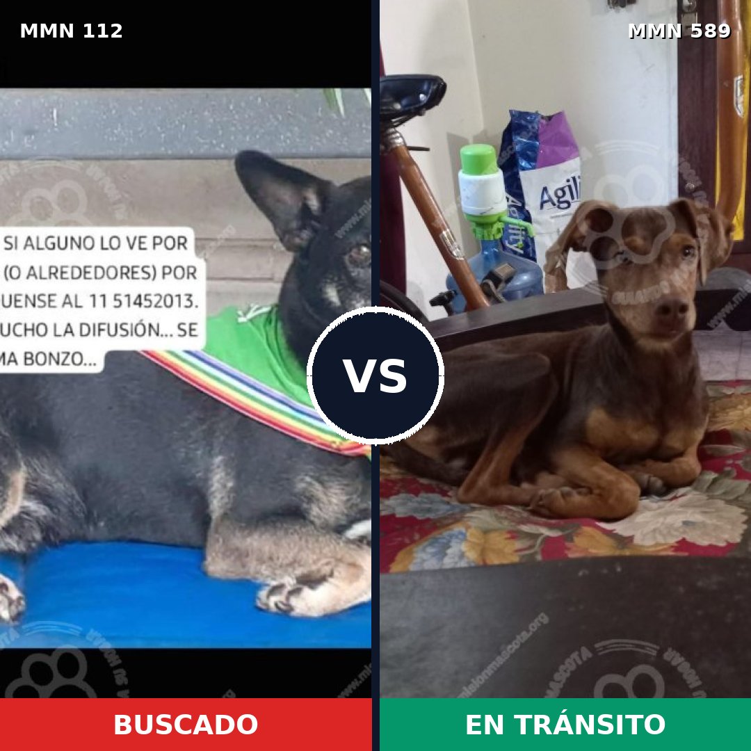 Comparativa MMS 2941: mascota perdida y mascota encontrada, 50% de similitud