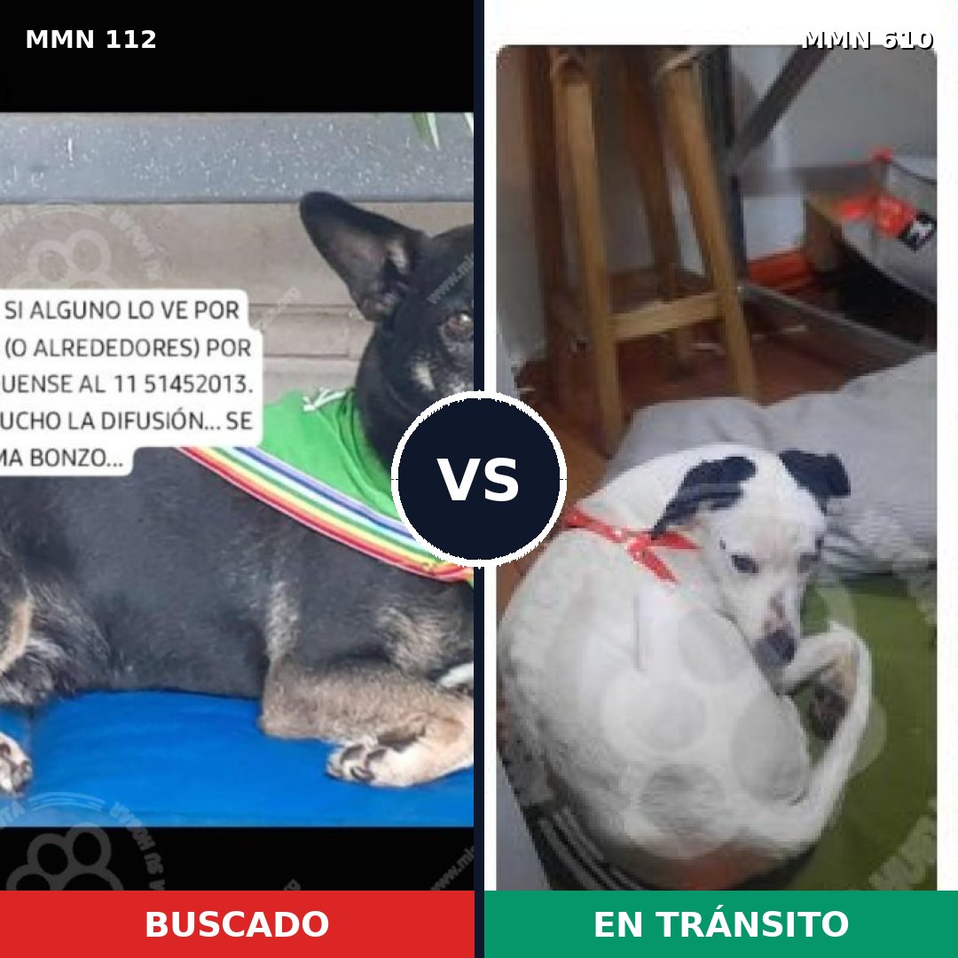 Comparativa MMS 2942: mascota perdida y mascota encontrada, 76% de similitud