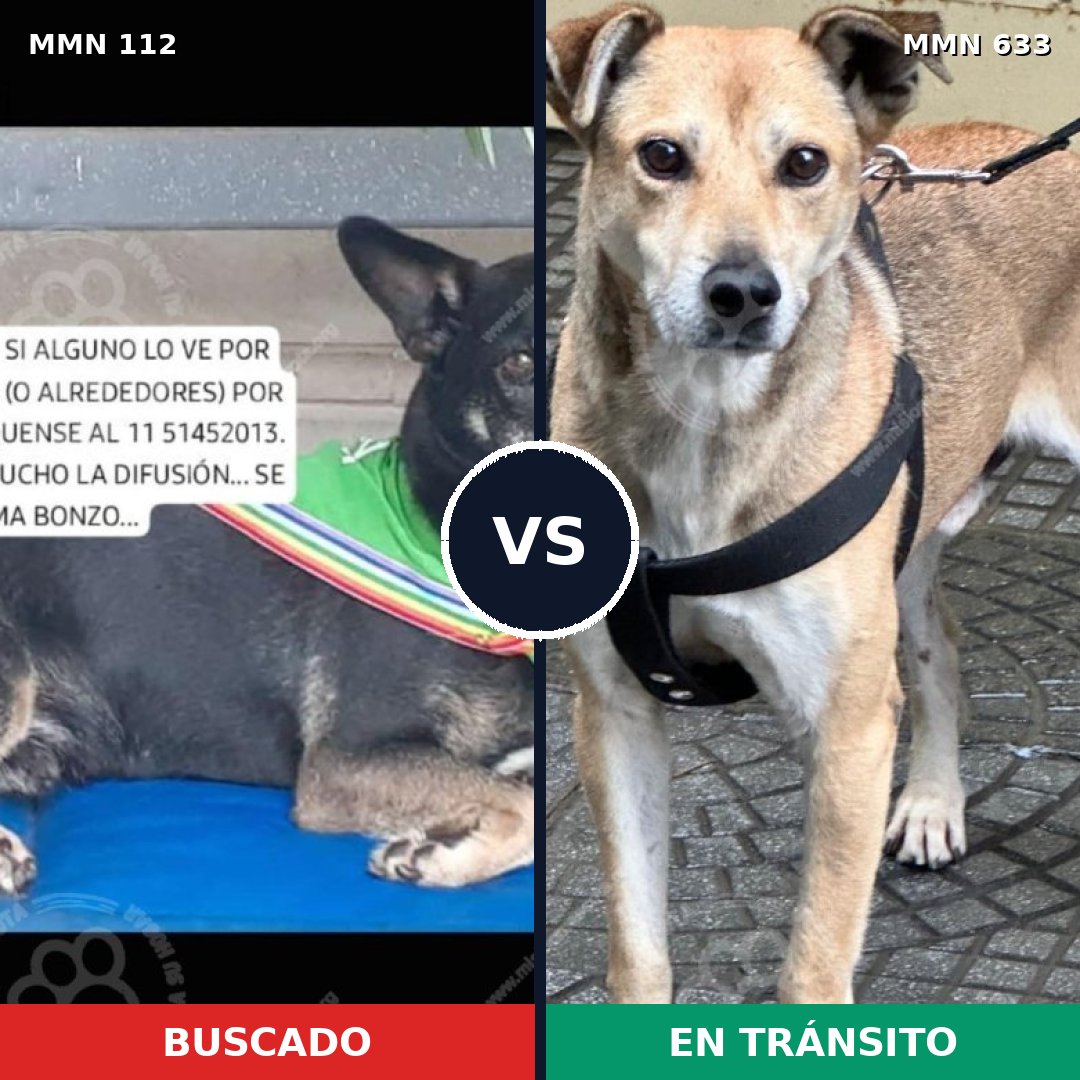 Comparativa MMS 2944: mascota perdida y mascota encontrada, 74% de similitud