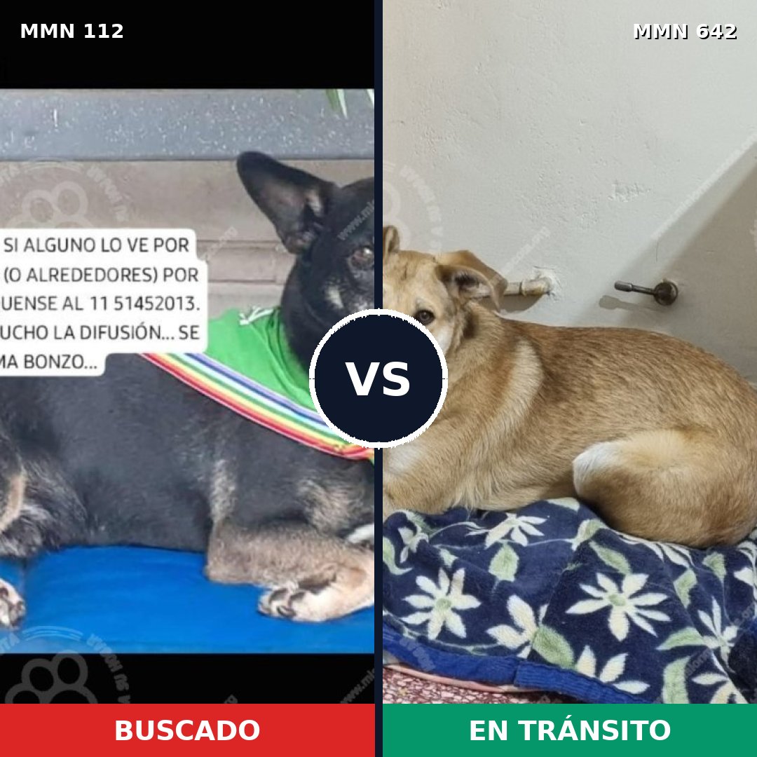 Comparativa MMS 2945: mascota perdida y mascota encontrada, 61% de similitud