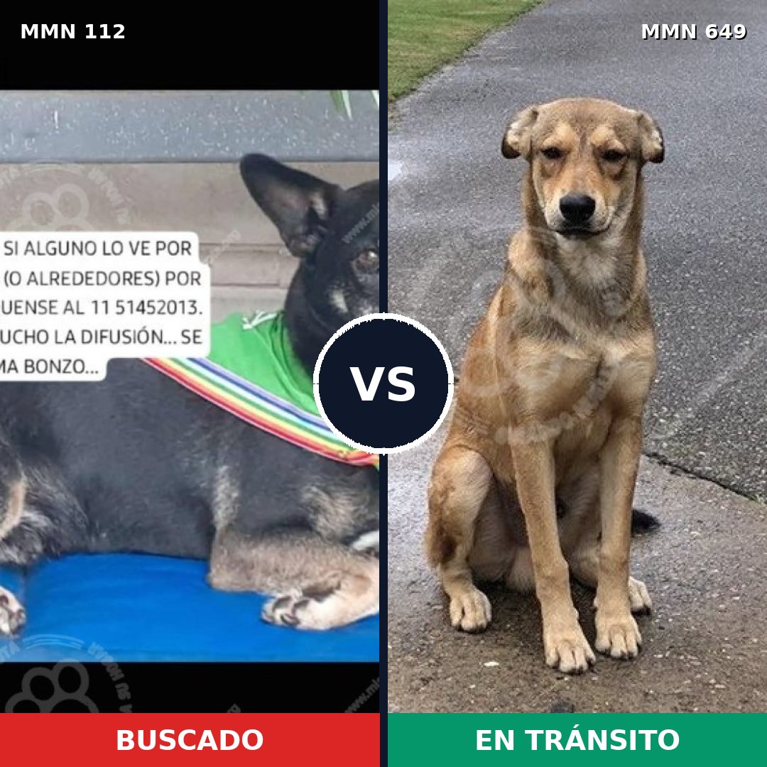 Comparativa MMS 2946: mascota perdida y mascota encontrada, 32% de similitud