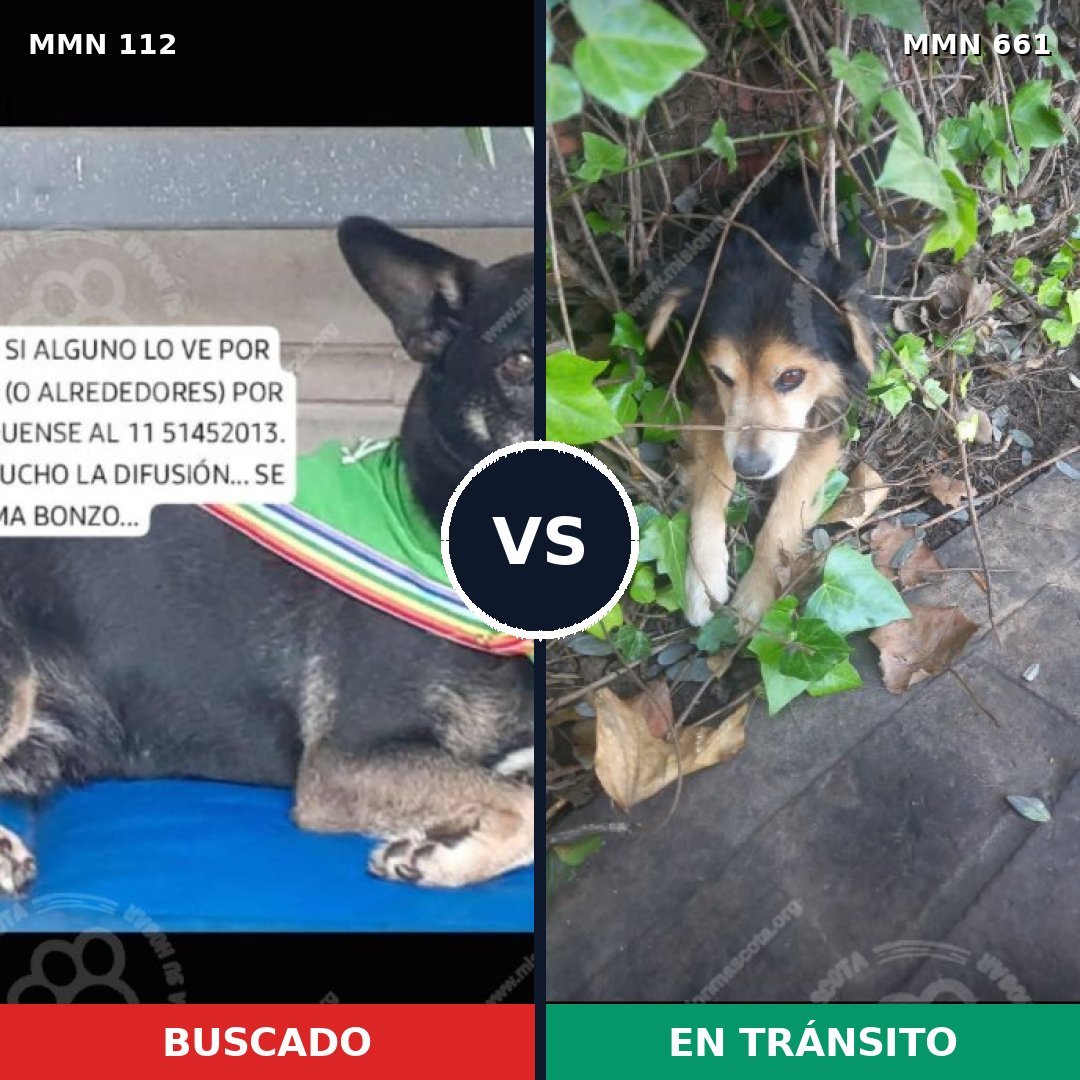 Comparativa MMS 2947: mascota perdida y mascota encontrada, 37% de similitud
