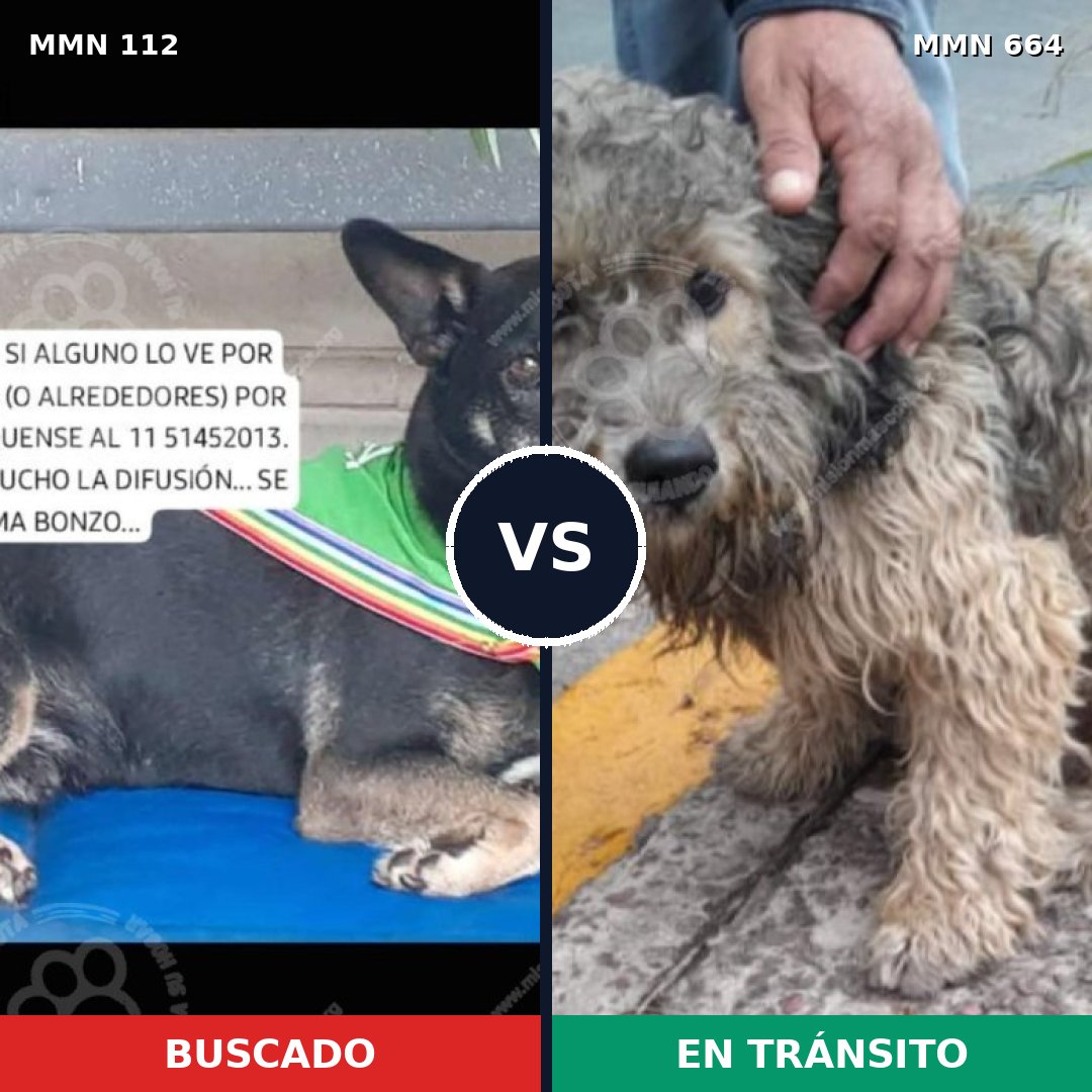 Comparativa MMS 2948: mascota perdida y mascota encontrada, 74% de similitud