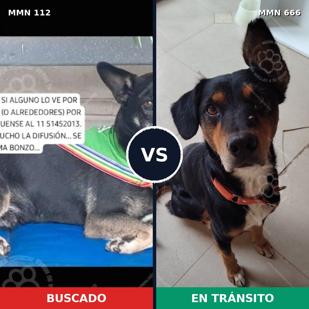 Comparativa MMS 2949: mascota perdida y mascota encontrada, 57% de similitud