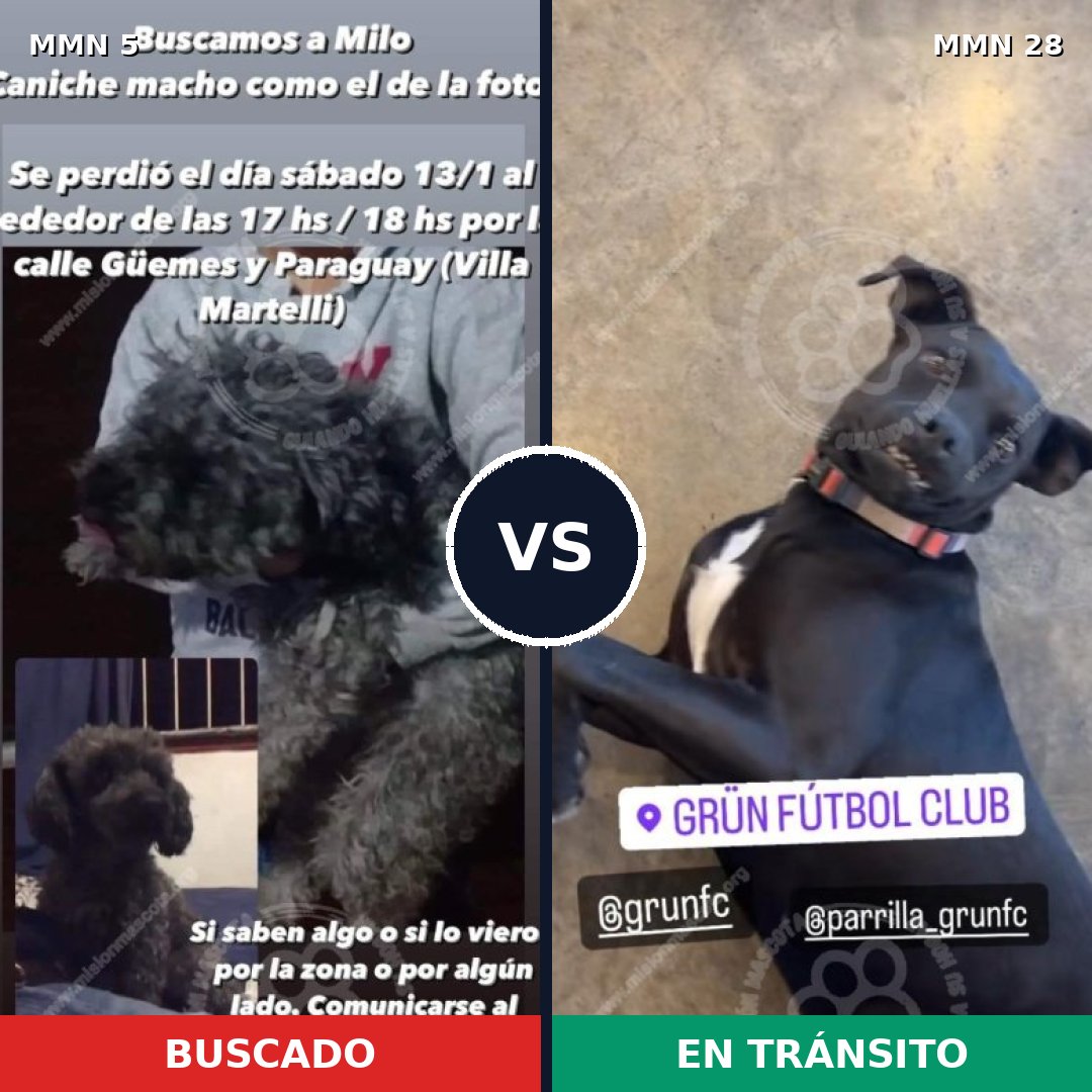 Comparativa MMS 295: mascota perdida y mascota encontrada, 38% de similitud