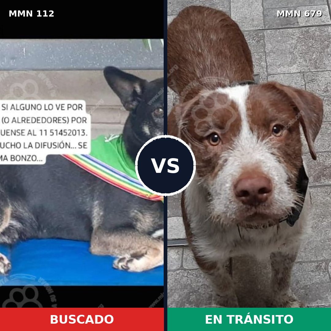 Comparativa MMS 2950: mascota perdida y mascota encontrada, 58% de similitud