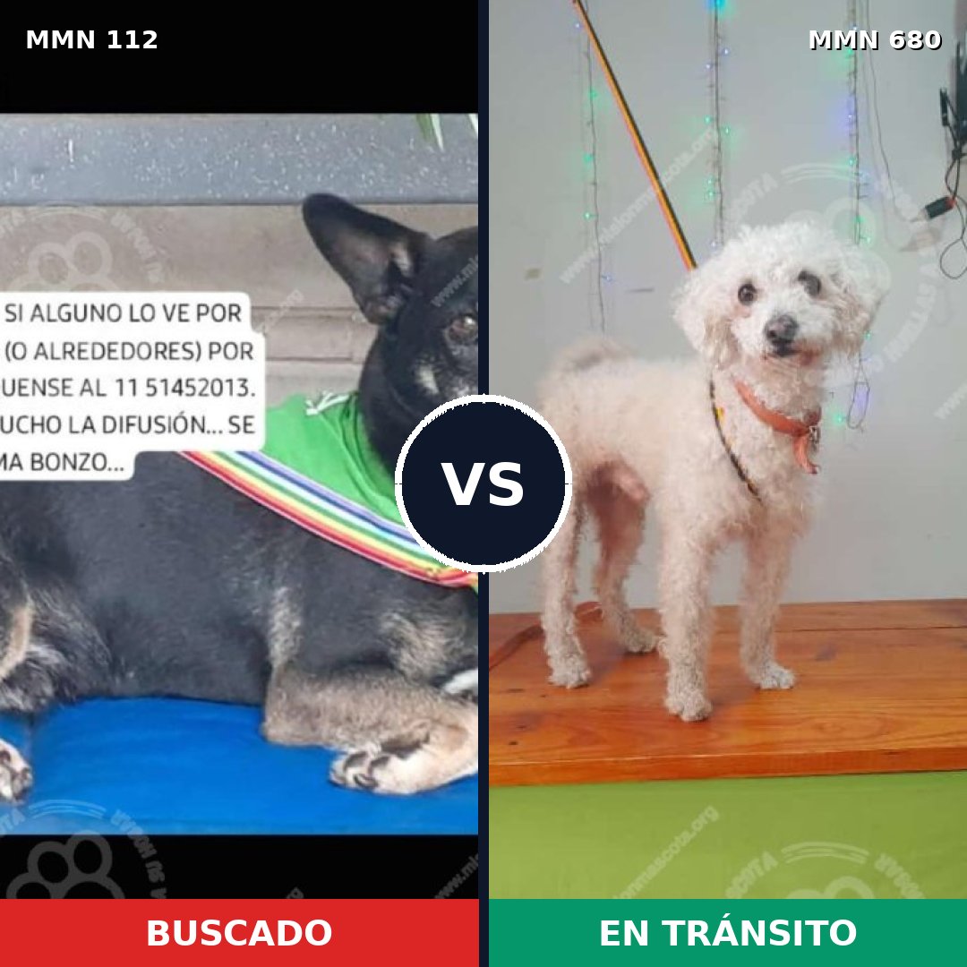 Comparativa MMS 2951: mascota perdida y mascota encontrada, 27% de similitud
