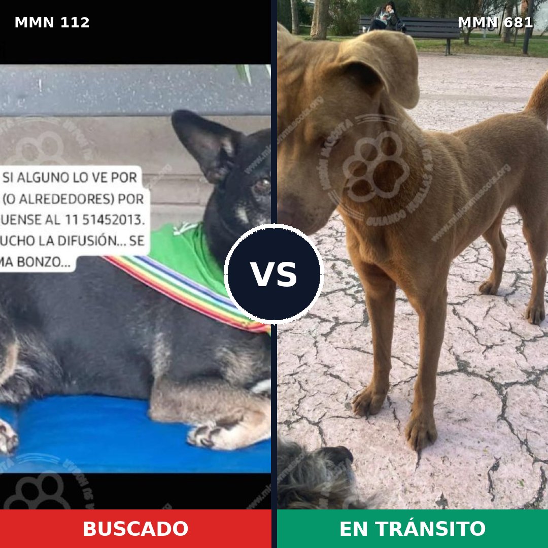 Comparativa MMS 2952: mascota perdida y mascota encontrada, 29% de similitud