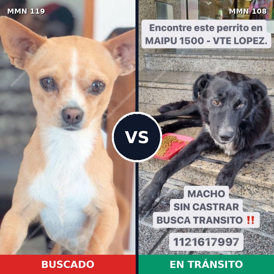 Comparativa MMS 2953: mascota perdida y mascota encontrada, 22% de similitud